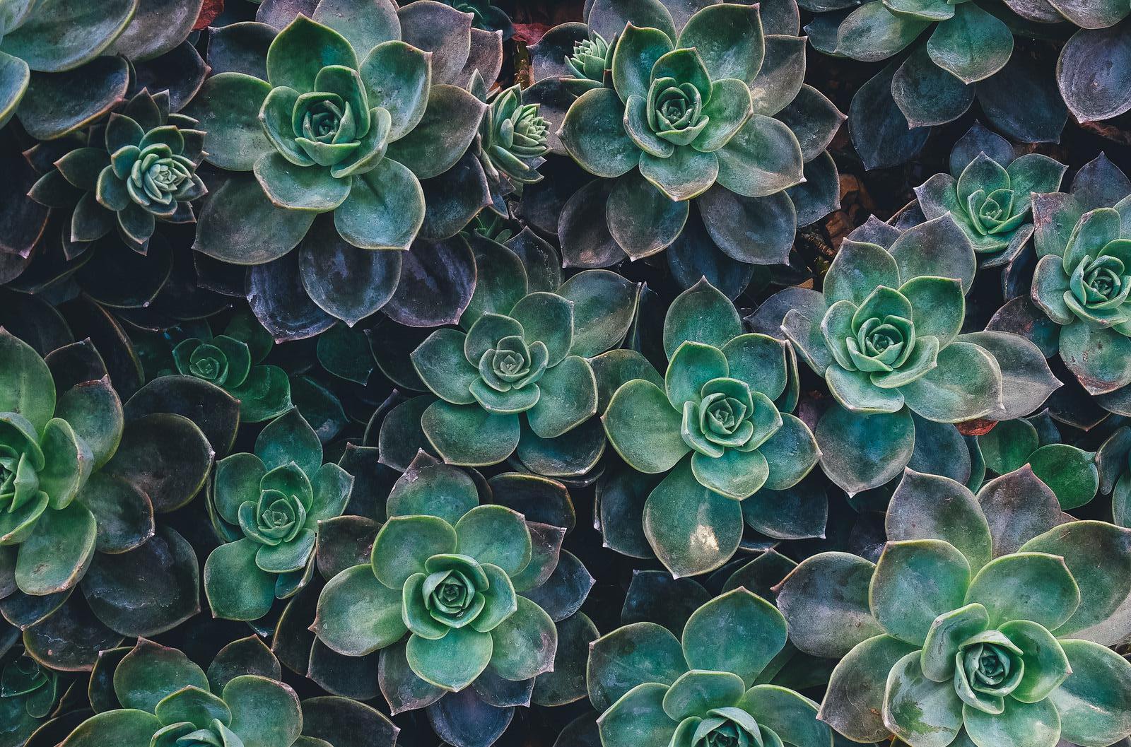annie-spratt-8mqOw4DBBSg-unsplash experienced mental health counsellors to aid with loss of partner in BC
